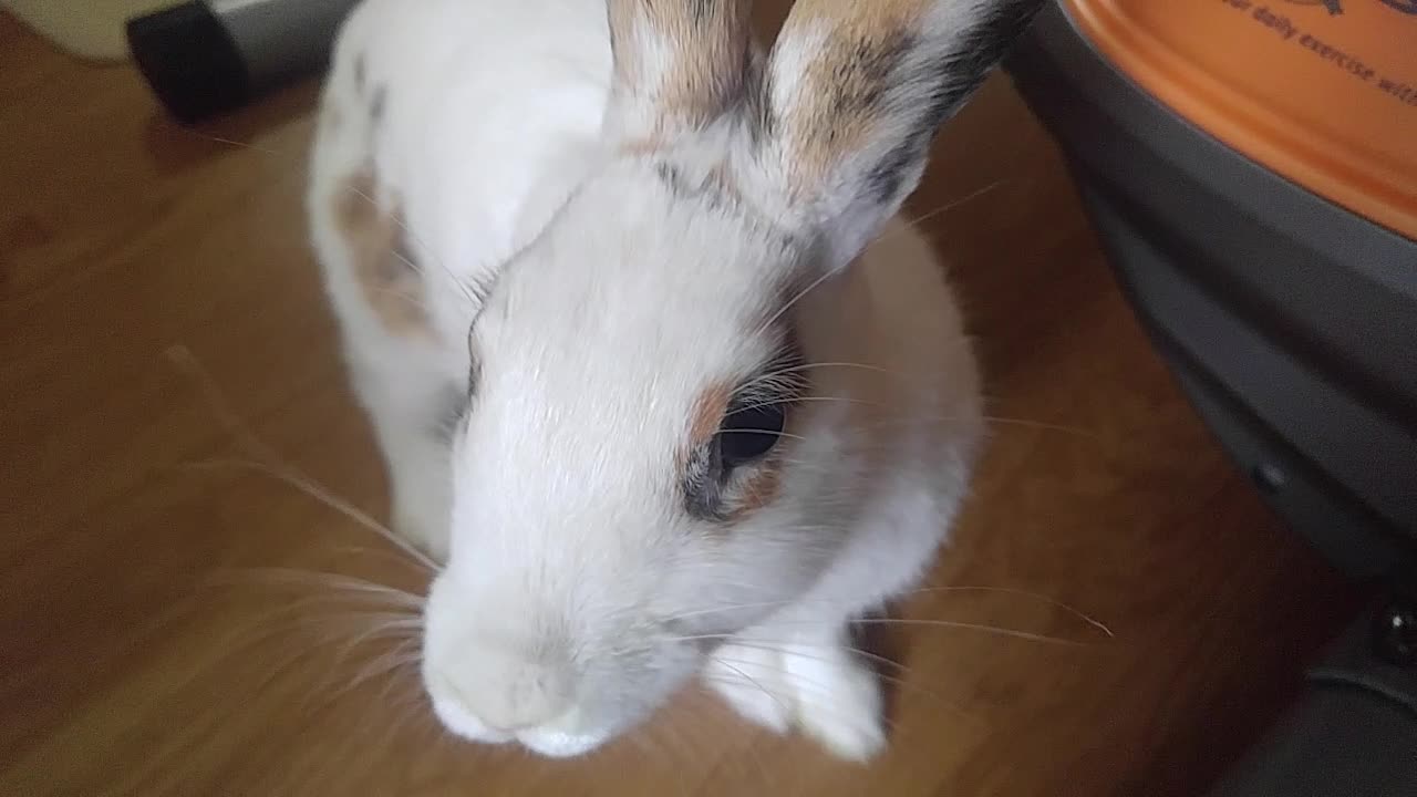 Cute rabbits and mother rabbits