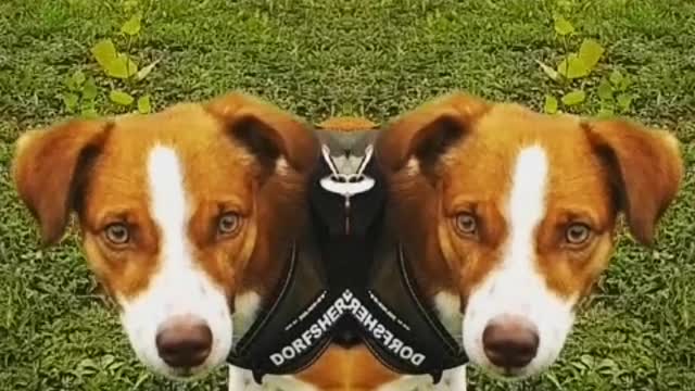 funny dog funny video try not to laugh Jack Russel mix the funny time dogs