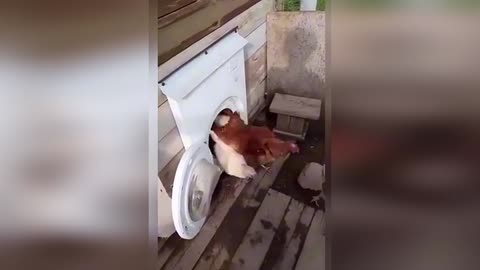 Chicken
