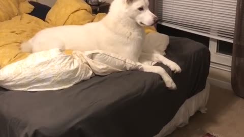 Dog Mesmerized by TV Screensaver