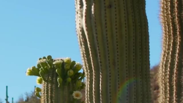 Did you know Some woodpeckers live in cacti.