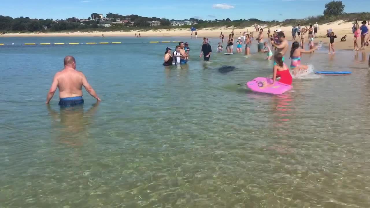 Seals Hunt For Fish On Shallow Beach