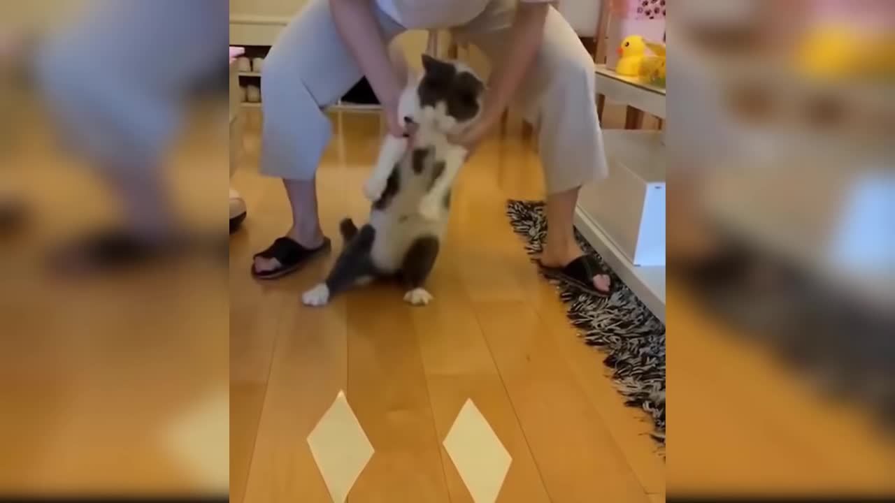 Cat Reaction to Sticky Tape - Funny Cat Tape Reaction Compilation