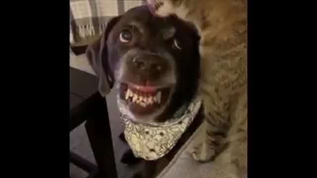 TRY NOT TO CALL MOM! CANINE TERRIFIED OF MOM!