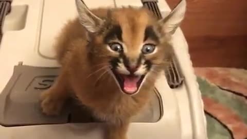 cute pet