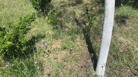 beautiful purple wildflowers