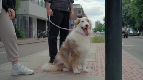 A cute Australian shepherd in the city