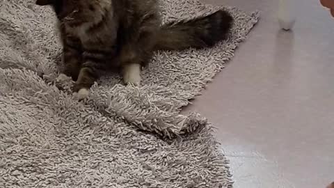 cat-playing-on-carpet