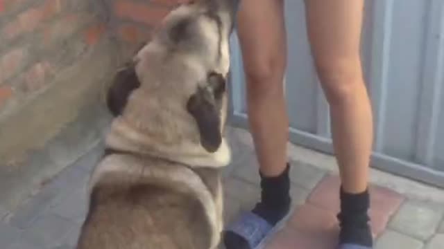 When you asking your dog to eat your sister's face