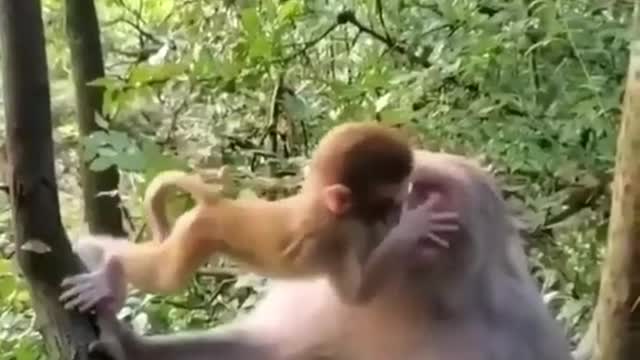 Baby monkey loves Mom.