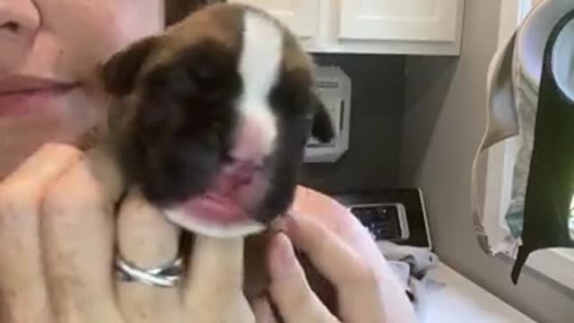 Good Morning Puppies! Raven’s Litter 2022 Day 5 #boxerdog