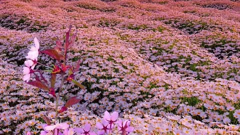 A feild of daisy.