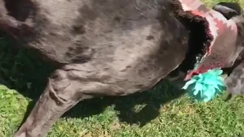 Slow motion of brown dog in pink pool trying to catch water hose stream falls out of pool