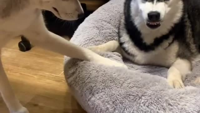 #shorts Смешные Собаки Из Тик Тока 109 Funny Dogs From Tiktok