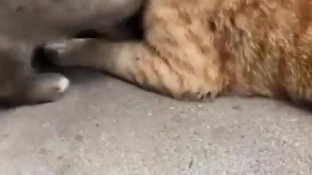 Love between dogs and cats