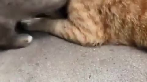 Love between dogs and cats