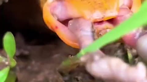 Unique Fishing 🧐 Catching Yellow Monster Eel Fish From Under Deep Mud #16