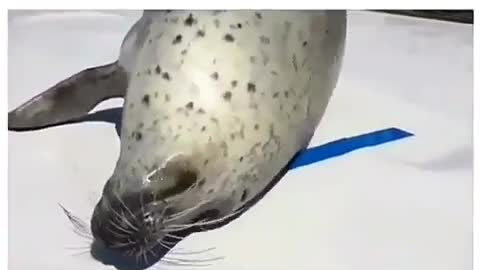 The beautiful seal with a full belly!