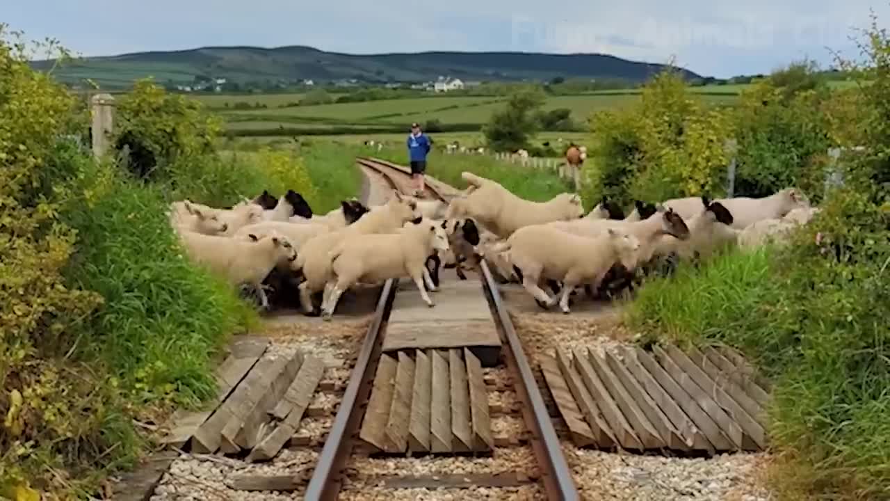 Funny videos