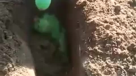 Crying parrot