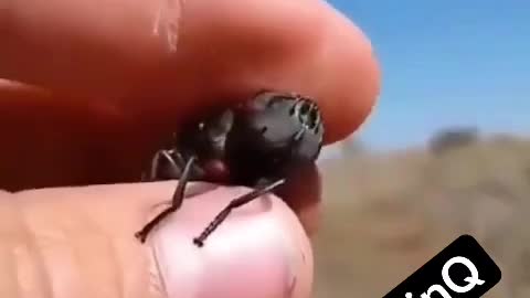 Vaxxed by insect bites - check this out