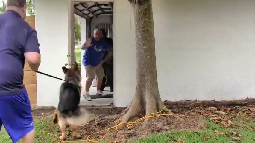 How To Make Dog Become Fully Aggressive instantly With Few Simple Tips