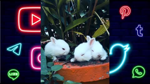 The cutest baby Bunny rabbit compilation ever full hd