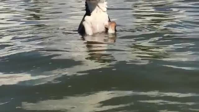 Black dog swimming in lake with owner