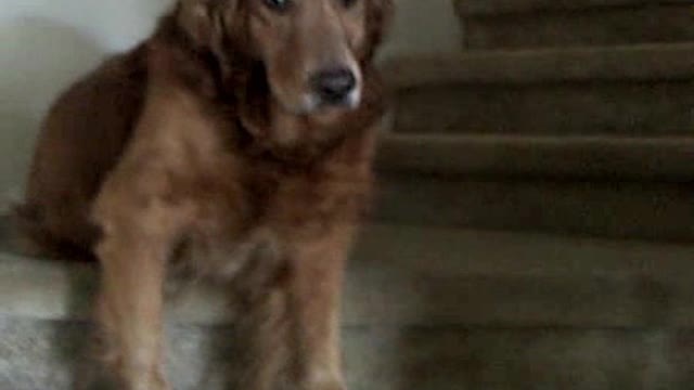 Dog Closes Front Door In Rejection Of Taking A Walk