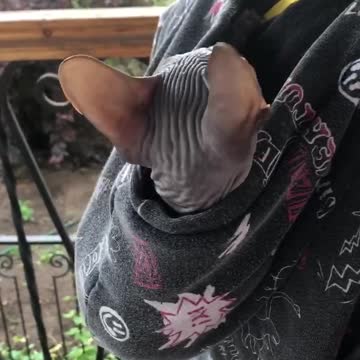 A kitten named Patisson settled in a hood.