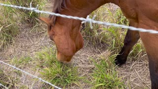 Hawaiian Big Island Horses of Ka Lea