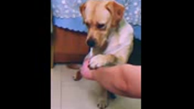 dog is sikret shorts