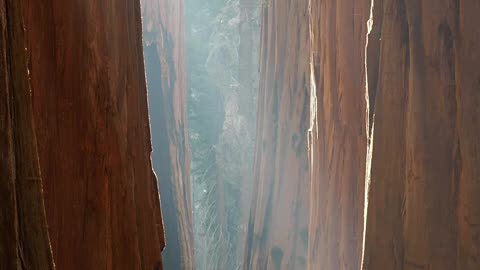 Trees are amazing!