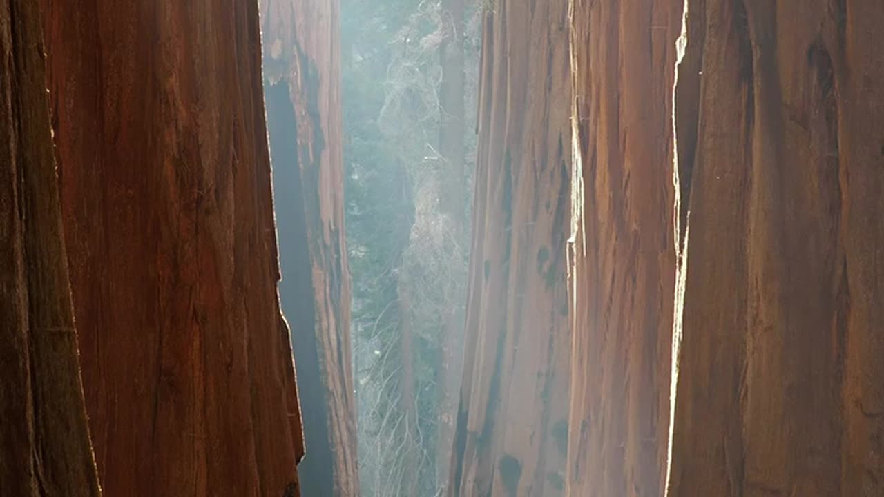 Trees are amazing!