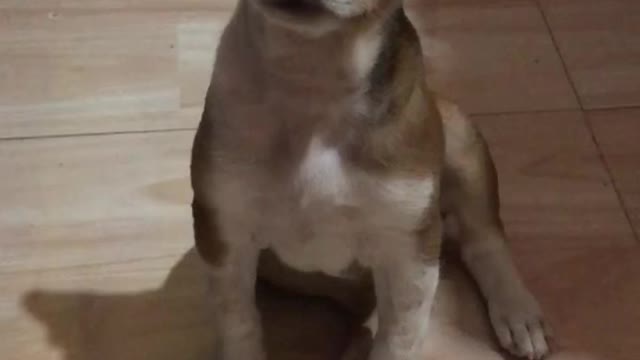 Mini dog hiccups