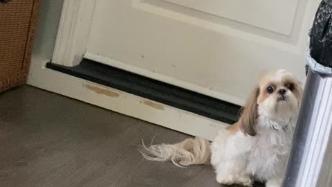 Dog Speak- Why Won't You Play With me??