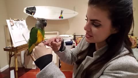 How to Train Your Parrot To Step Up | Parrot Talk & Training with Two Senegal Parrots