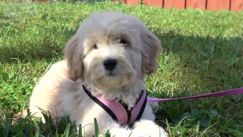 How to Teach your Puppy to Sit and Stay