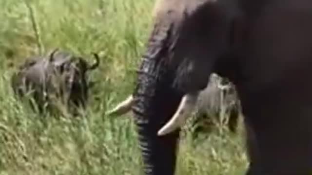 Buffalo vs elephant ..