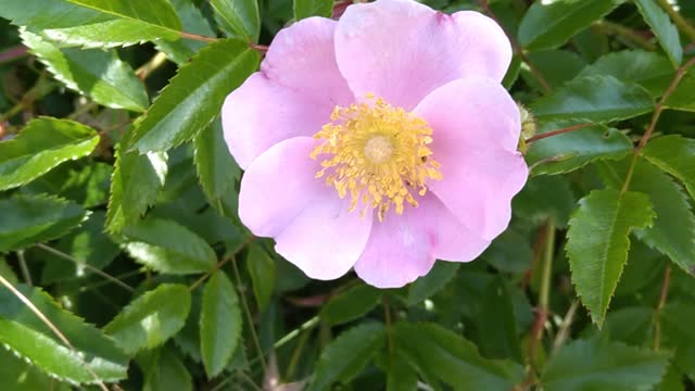 Camp Chick Wild Roses