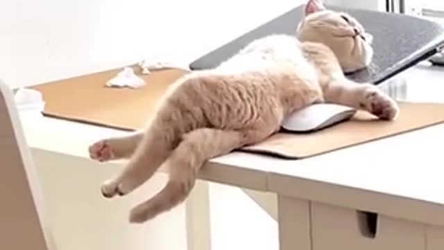 Why Do Cats Sleep So Much? 7 Reasons Your Cat May Be Sleeping All Day