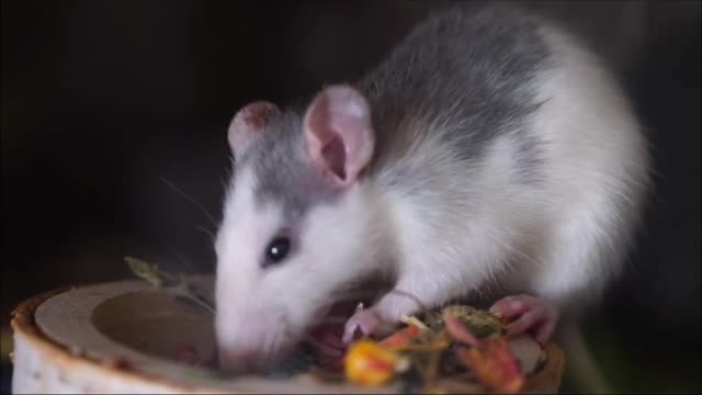 Rat eating food | Rat eat food