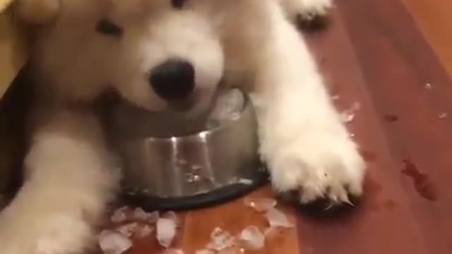 Aren't you afraid of ice, dog