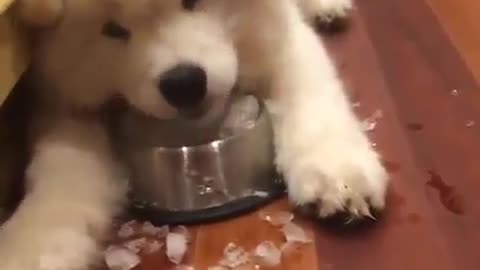 Aren't you afraid of ice, dog