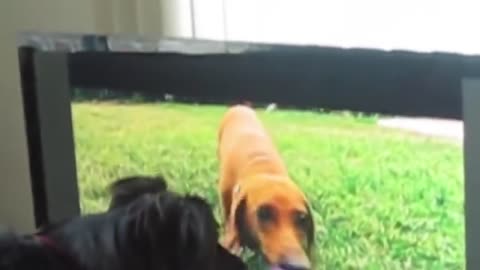 dogs watch other dogs on tv