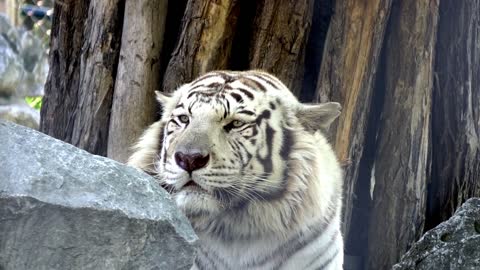 White tiger lying on rock