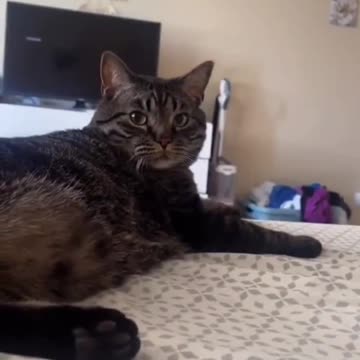 Your Cat Understands This Phrase—Do You?