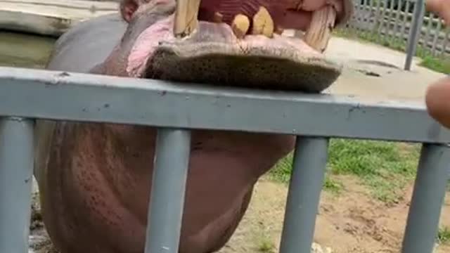 Hippopotamus #shorts