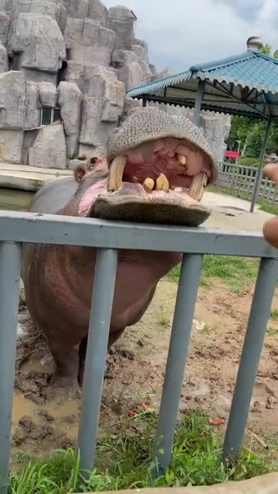 Hippopotamus #shorts