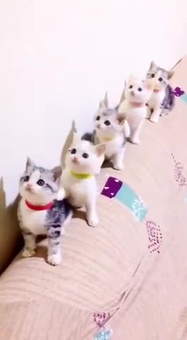 Quits cat what's app status🐅 // cat dancing video 🐅